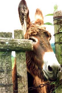 Bibi, le bourricot-mascotte des AVL.
(il est n� chez Jacky en 1990)